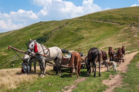 两匹马和喀尔巴阡图片