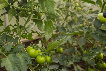 种西红柿西红柿在花园里种图片