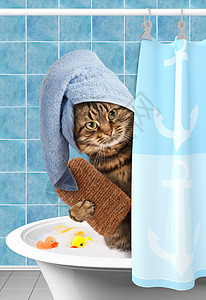 有趣的猫洗澡用海绵和子裹着毛巾的猫图片