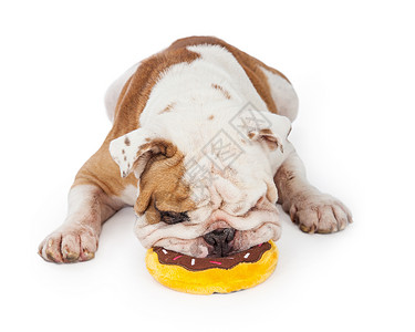 一只可爱的斗牛犬紧地嚼着肥肉玩具像图片
