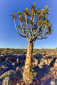纳米比亚基特曼肖普郊外的Quiver树图片