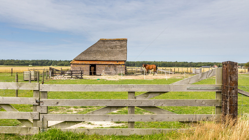 荷兰瓦登岛特塞尔的绵羊谷仓图片