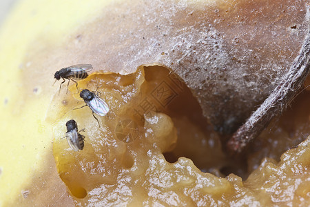 三只野生水果DrosophilaMelanog图片