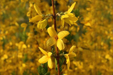 Forsythia春日风图片