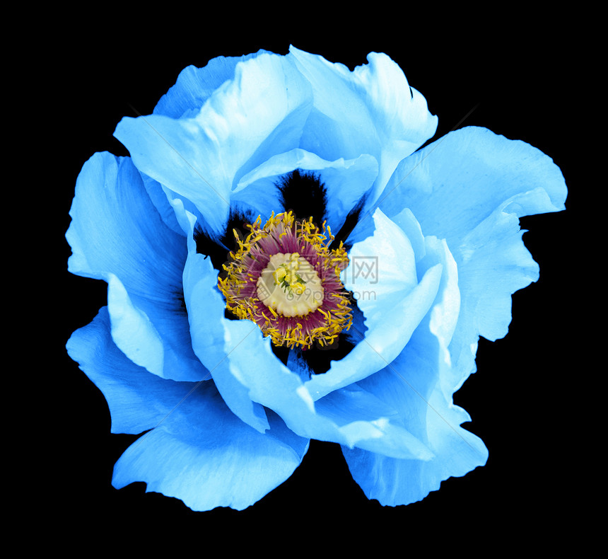 蓝色花朵大型摄影图片