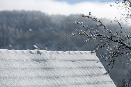 森林背景下雪屋顶的部图片