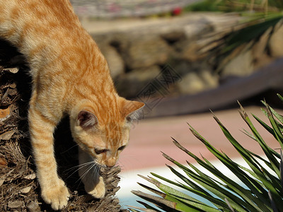 窗口中的猫图片