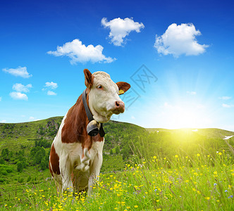 草地里的牛图片