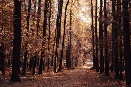 大自然中的秋景图片