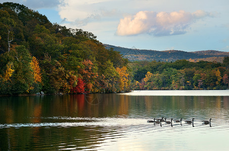 秋天五颜六色的树叶湖面倒影和鸭子图片