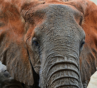 肯尼亚ElephantsTsav图片