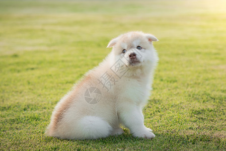 可爱的西伯利亚哈士奇小狗图片
