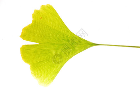 Ginkgobiloba绿叶Madenhair树的详情图片