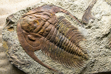 侏罗纪化石特写老图片