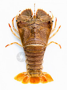 白龙虾龙虾莫雷顿湾虫东方扁龙虾以图片