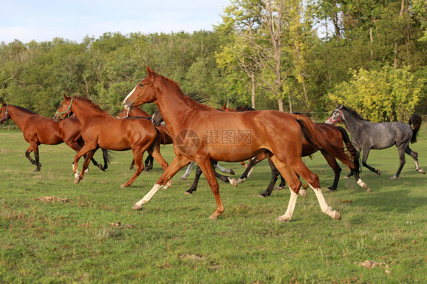 年轻的母马和小马驹跑过牧场图片