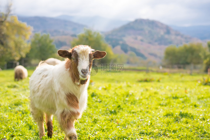 秋天山中羊在山上牧草上吃山羊其图片