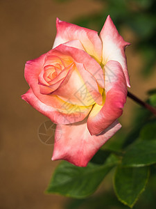 玫瑰的花朵优雅而美丽图片