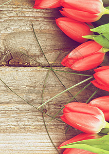 美丽的红春郁金花和绿草缝背景图片