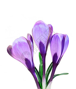 孤立的番红花紫罗兰色花图片
