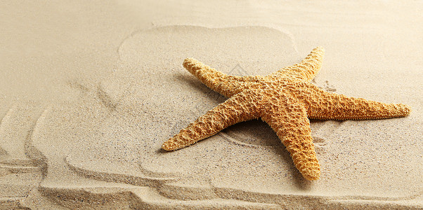 海星在沙滩上特写图片