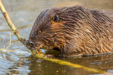 beaver是世界上最大的鼠类之一高清图片
