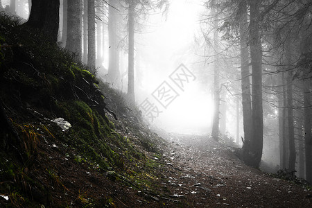 在雾和的灯光下穿过金色森林的道路图片