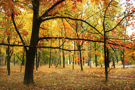 有树和黄色叶子的秋天公园图片