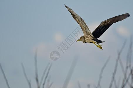 未成熟的黑冠夜鹭低空飞过沼泽图片