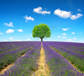 普罗旺斯的紫菜田图片