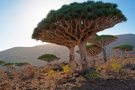 Socotra也门索科特拉图片