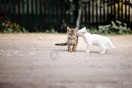 两只猫在城市街道中间接吻图片
