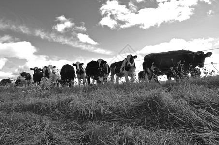 牧场里的一群奶牛挤在带倒钩的铁丝网围栏上图片