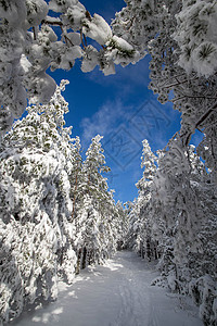 雪下的树木冬天的景色图片