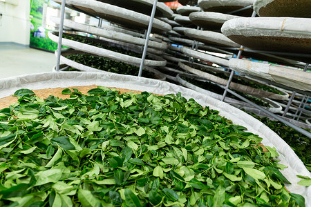茶叶发酵加工图片