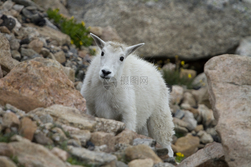 在科罗拉多落基山脉的埃文斯山Ev图片