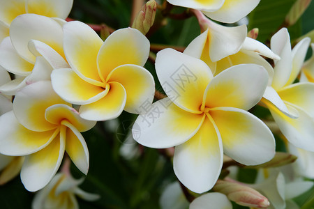 白freangipani热带花朵在树上新开的背景图片