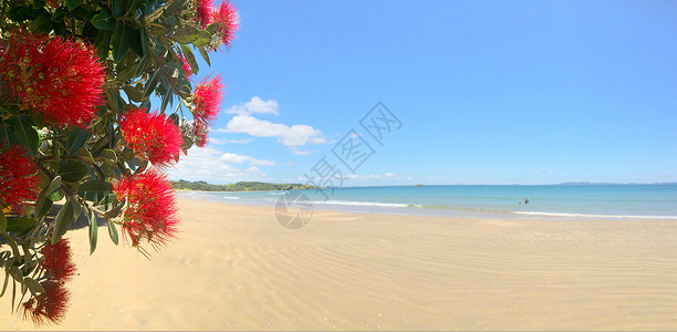 12月在新西兰无疑的湾内波富川红花开背景图片