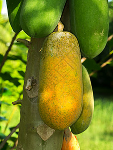 树上成熟的木瓜图片