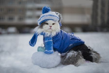 猫在冰天雪地玩耍图片