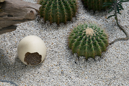 沙漠中的鸵鸟蛋背景图片