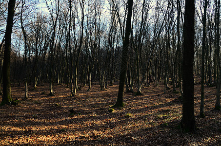 森林和冬季的树图片