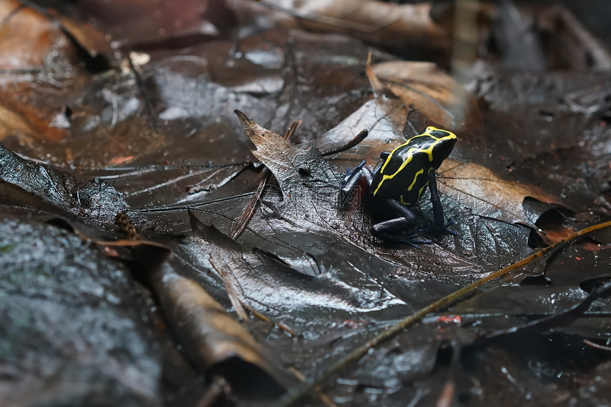 森林地面上雨后的毒镖蛙图片