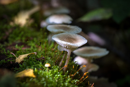 野蛮森林中的真菌高清图片