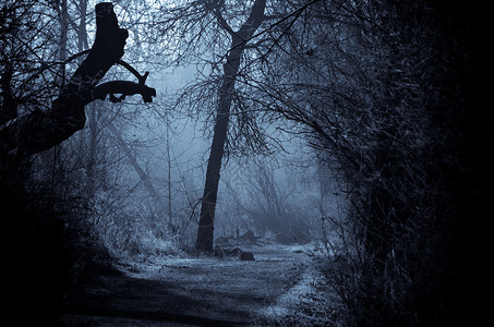 黑暗迷雾森林中的摩德图片