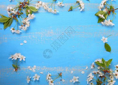蓝色木制背景上的樱花框架图片