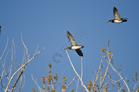 一对低飞过湿地的木鸭图片