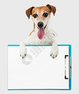 有趣的狗宽真诚的微笑从办公室干净的盘子里偷窥广告文字图片信息的空白间灰色背景图片