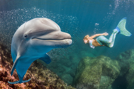 海豚在珊瑚礁背景的海豚图片