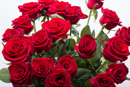 盛开的深红玫瑰花束图片